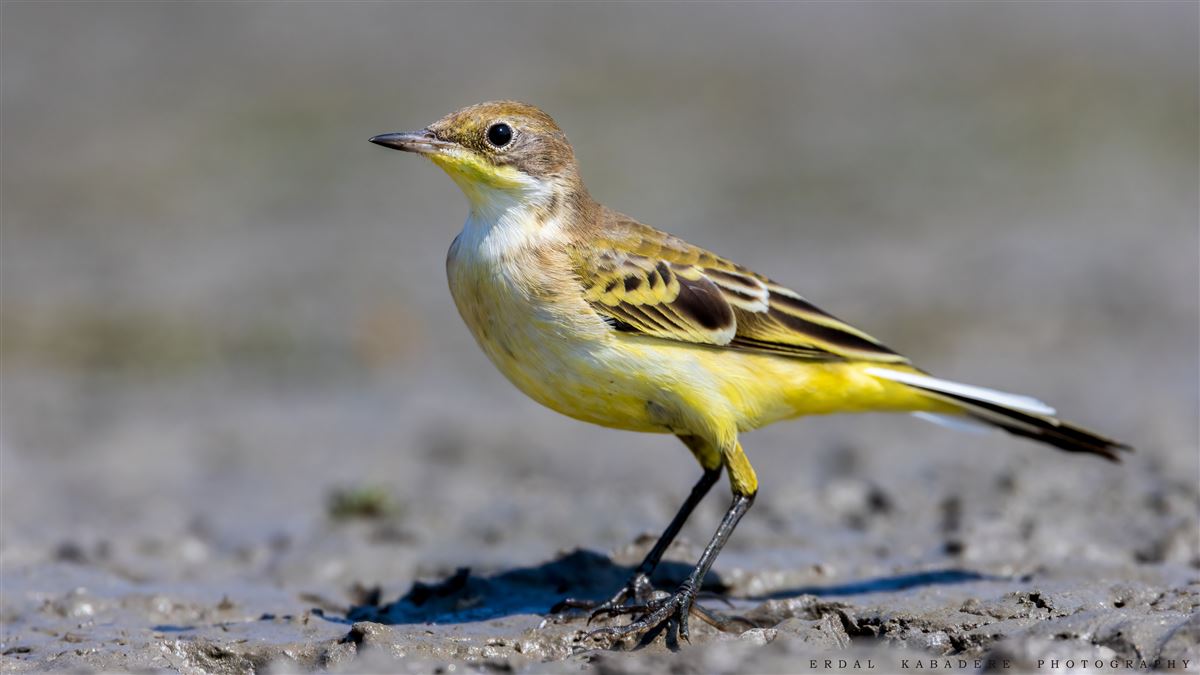 Western Yellow Wagtail