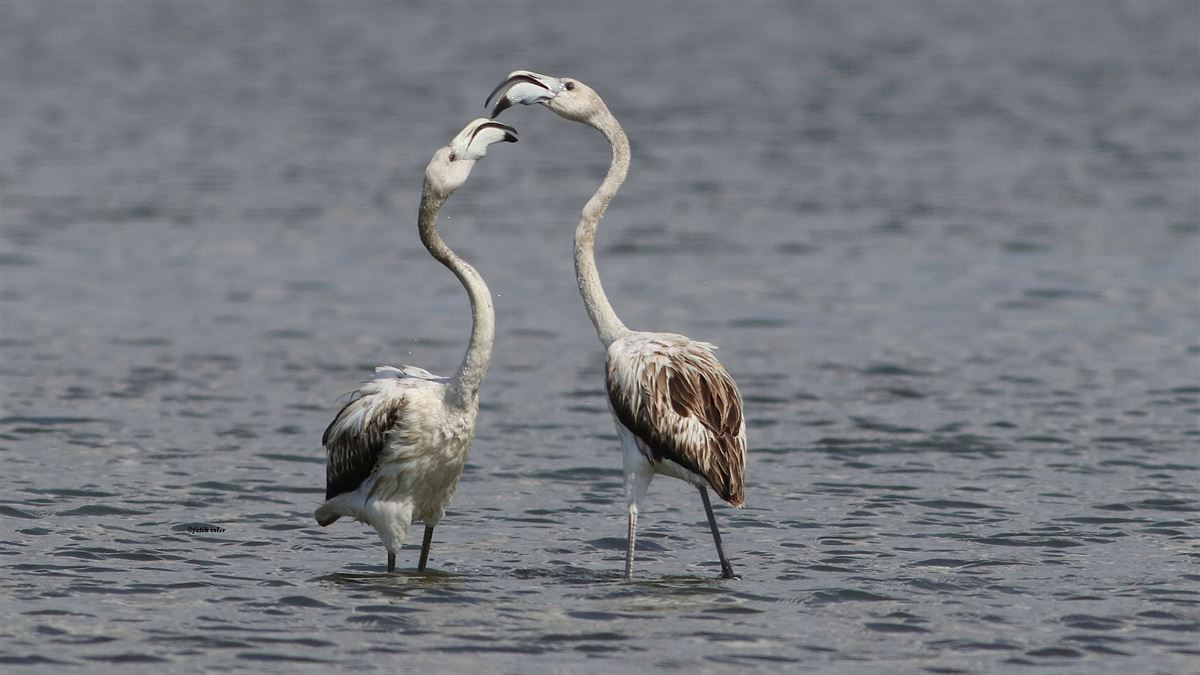 Greater Flamingo