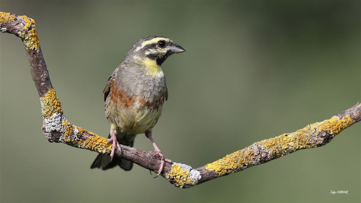 Cirl Bunting
