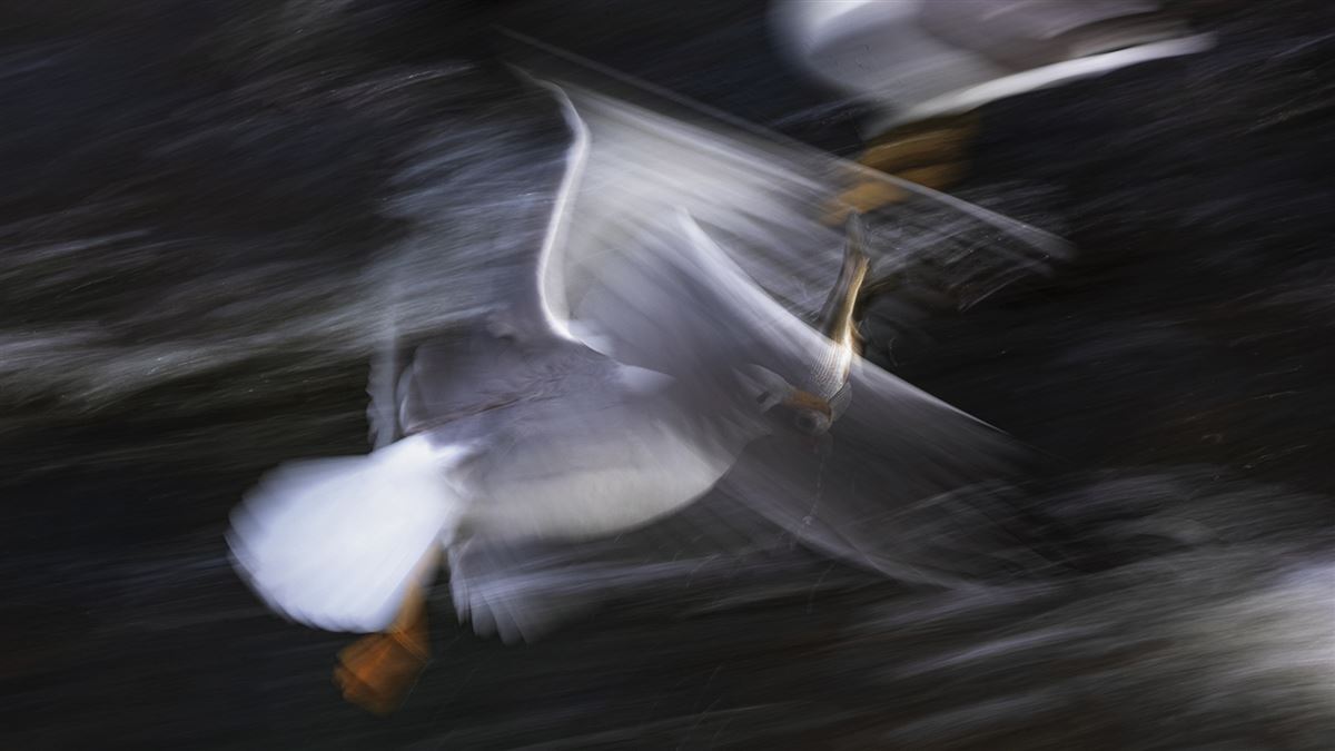 Armenian Gull