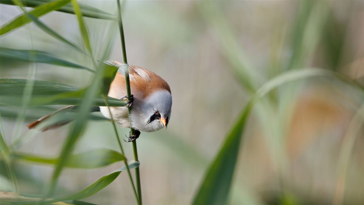 Bearded Reedling
