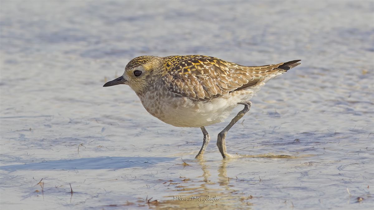 Pacific Golden Plover