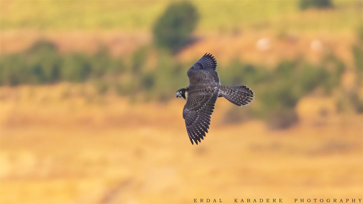 Peregrine Falcon