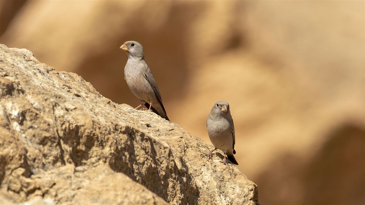 Trumpeter Finch