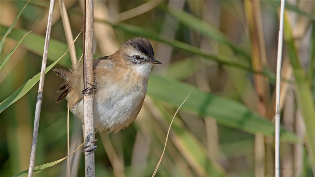 Moustached Warbler