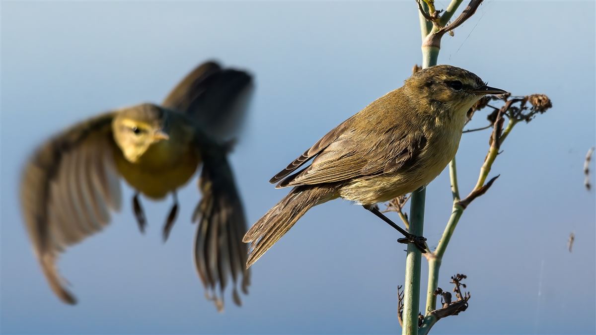 Willow Warbler