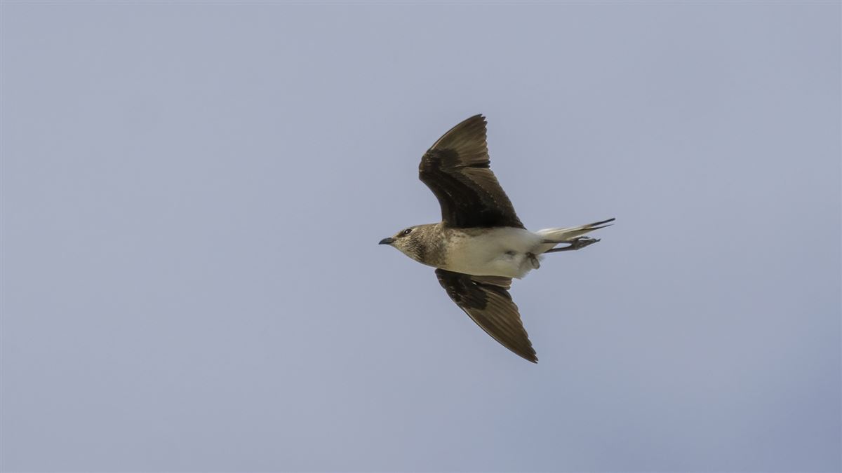 Black-winged Pratincole