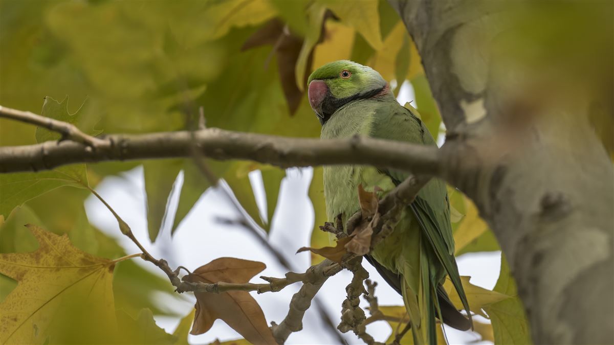 Rose-ringed Parakeet