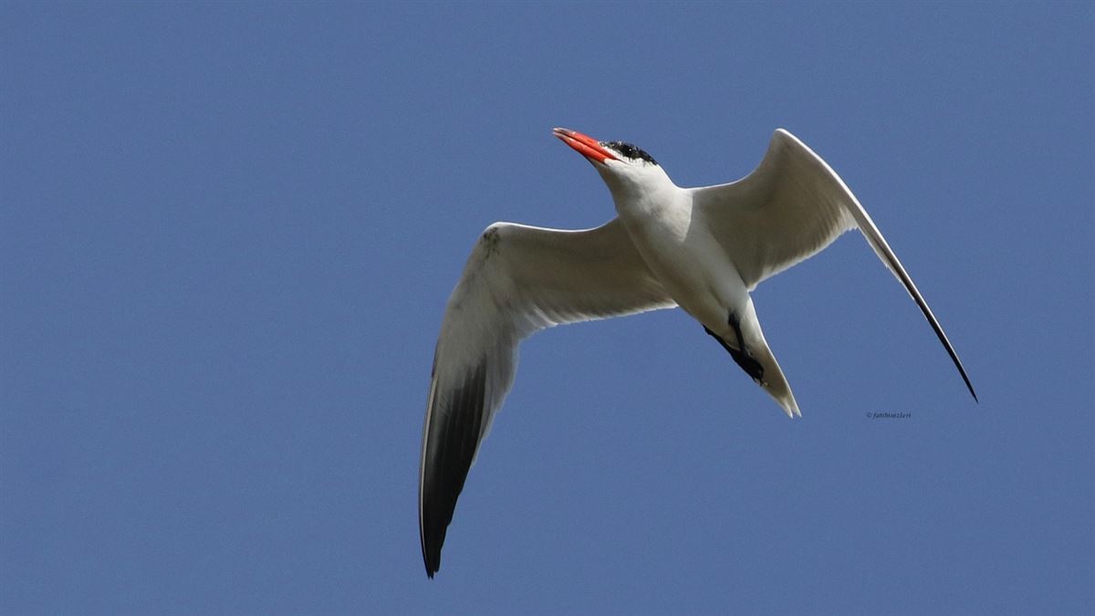 Caspian Tern