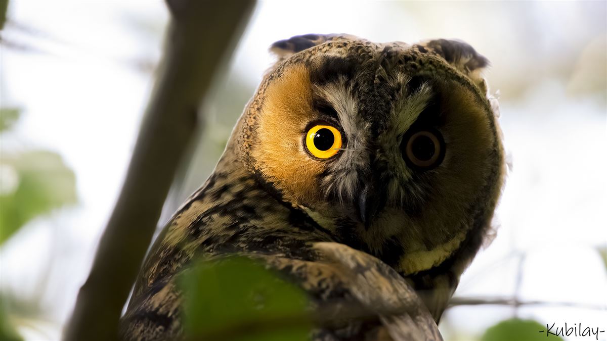 Long-eared Owl