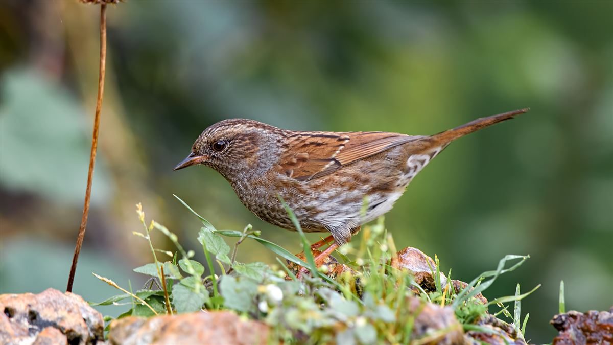 Dunnock