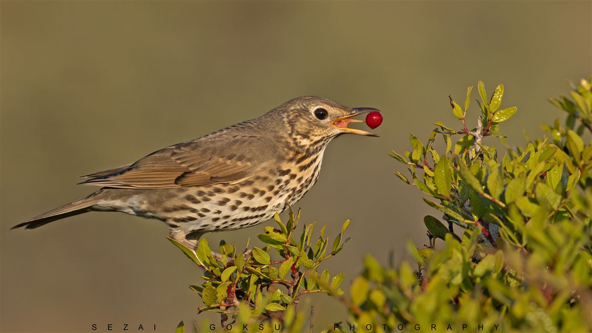 Song Thrush