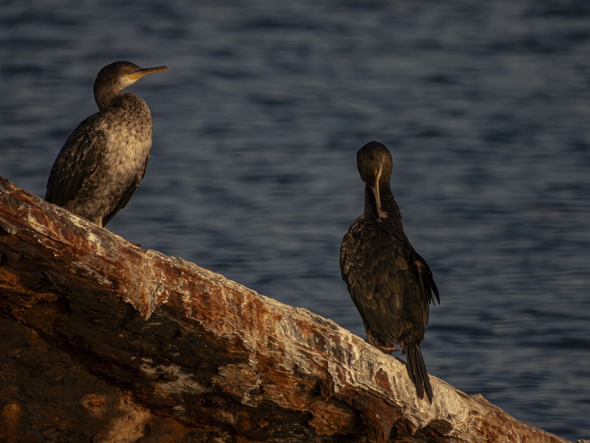 European Shag