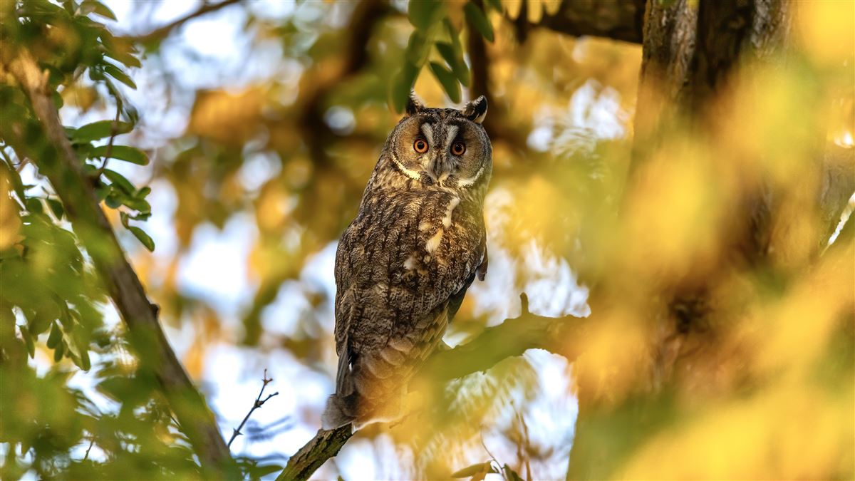 Long-eared Owl