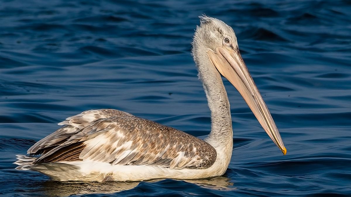 Dalmatian Pelican