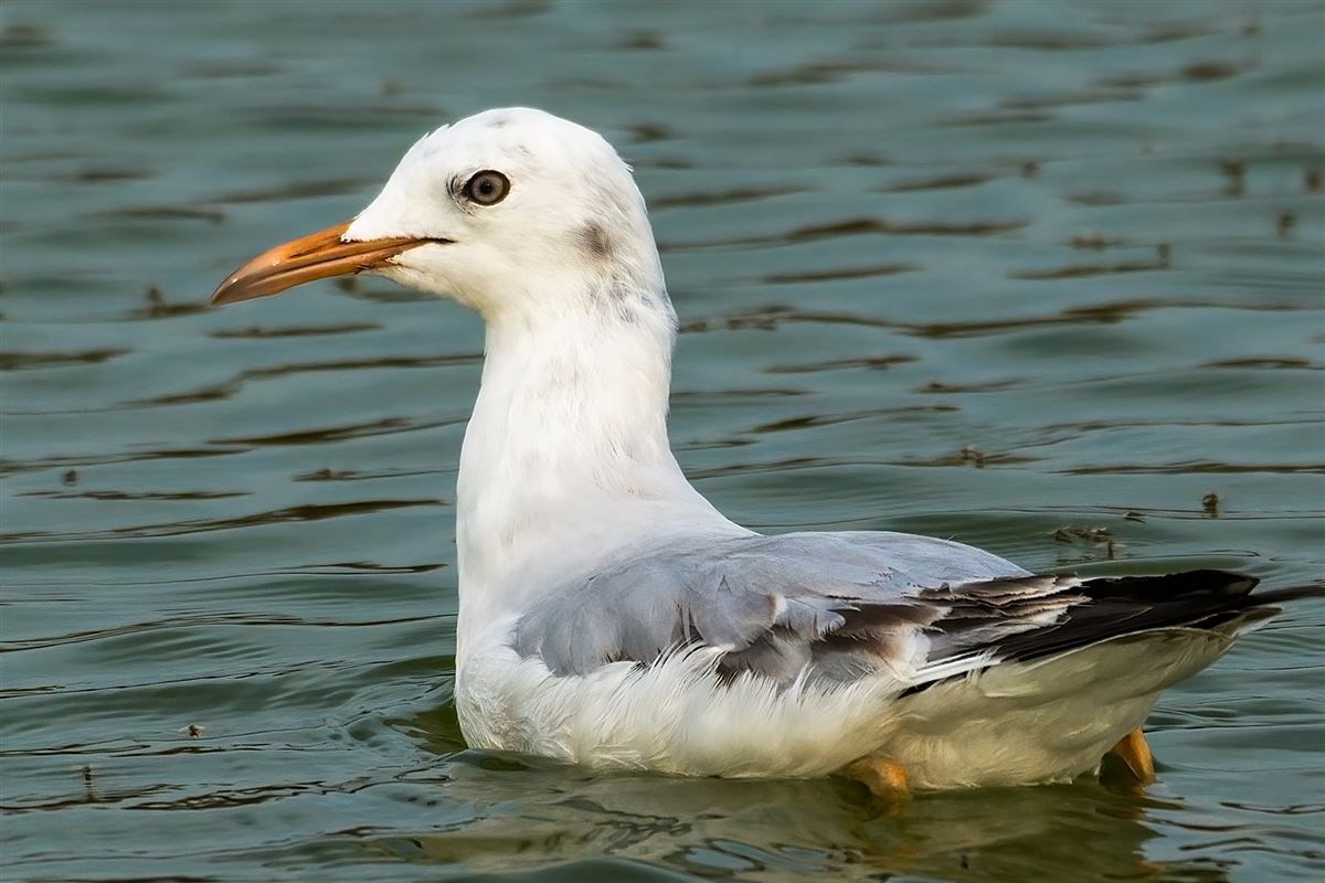 Slender-billed Gull