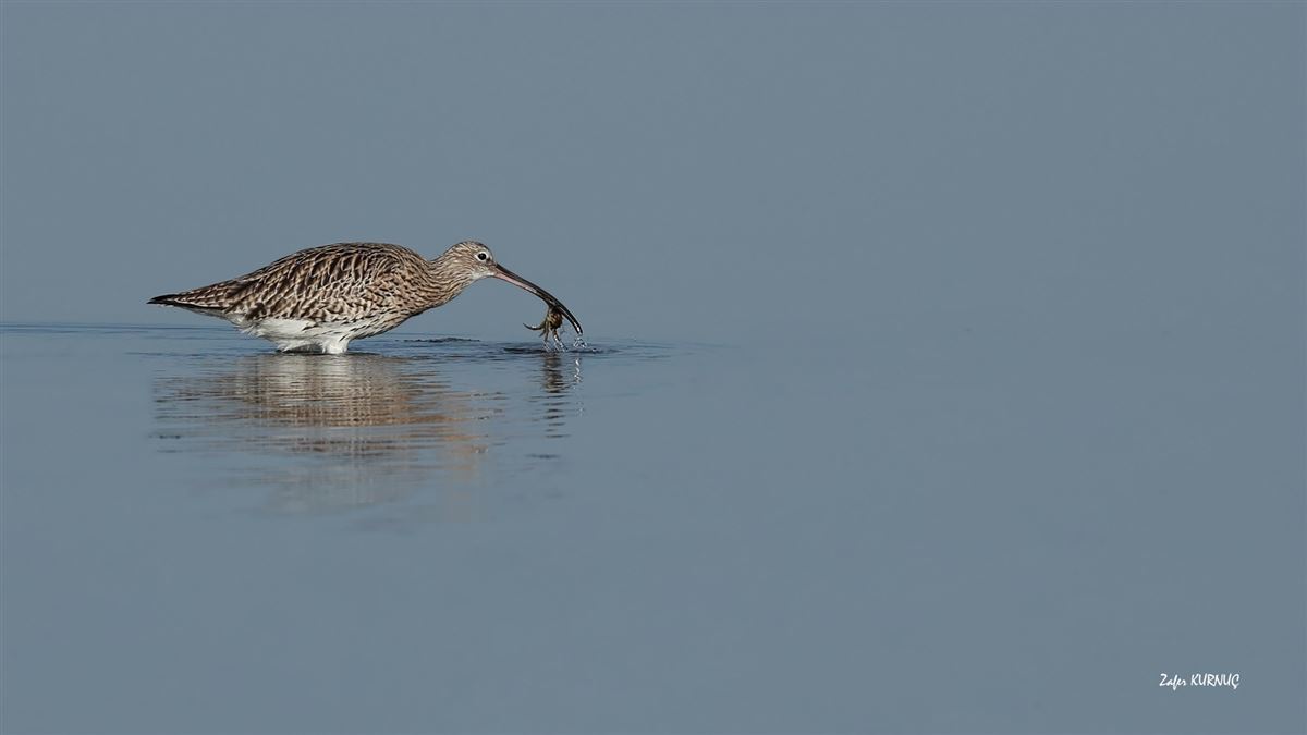 Eurasian Curlew