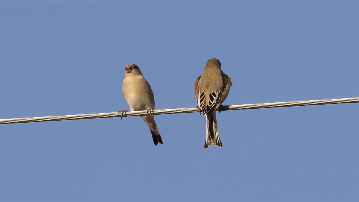Desert Finch