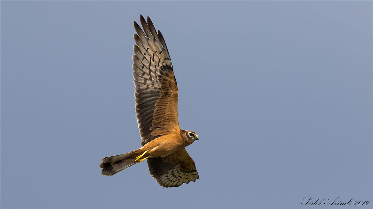 Montagu`s Harrier