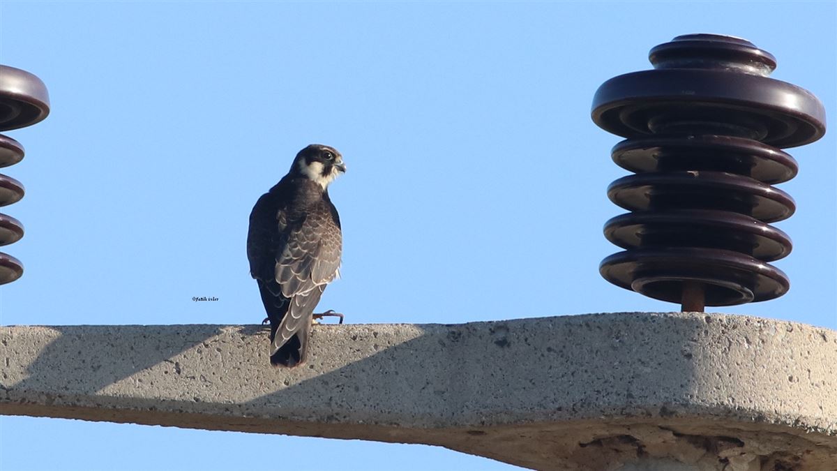 Eurasian Hobby