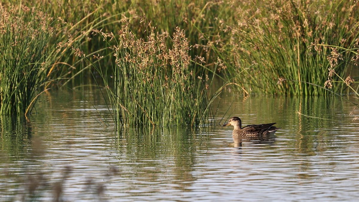 Eurasian Teal
