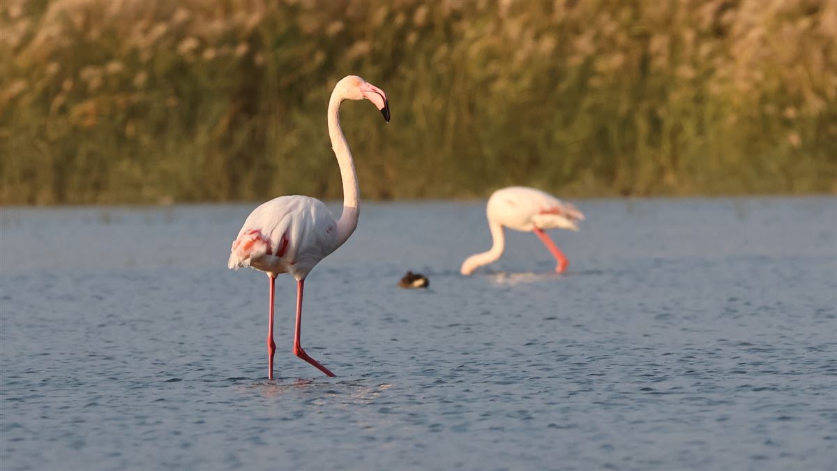 Greater Flamingo