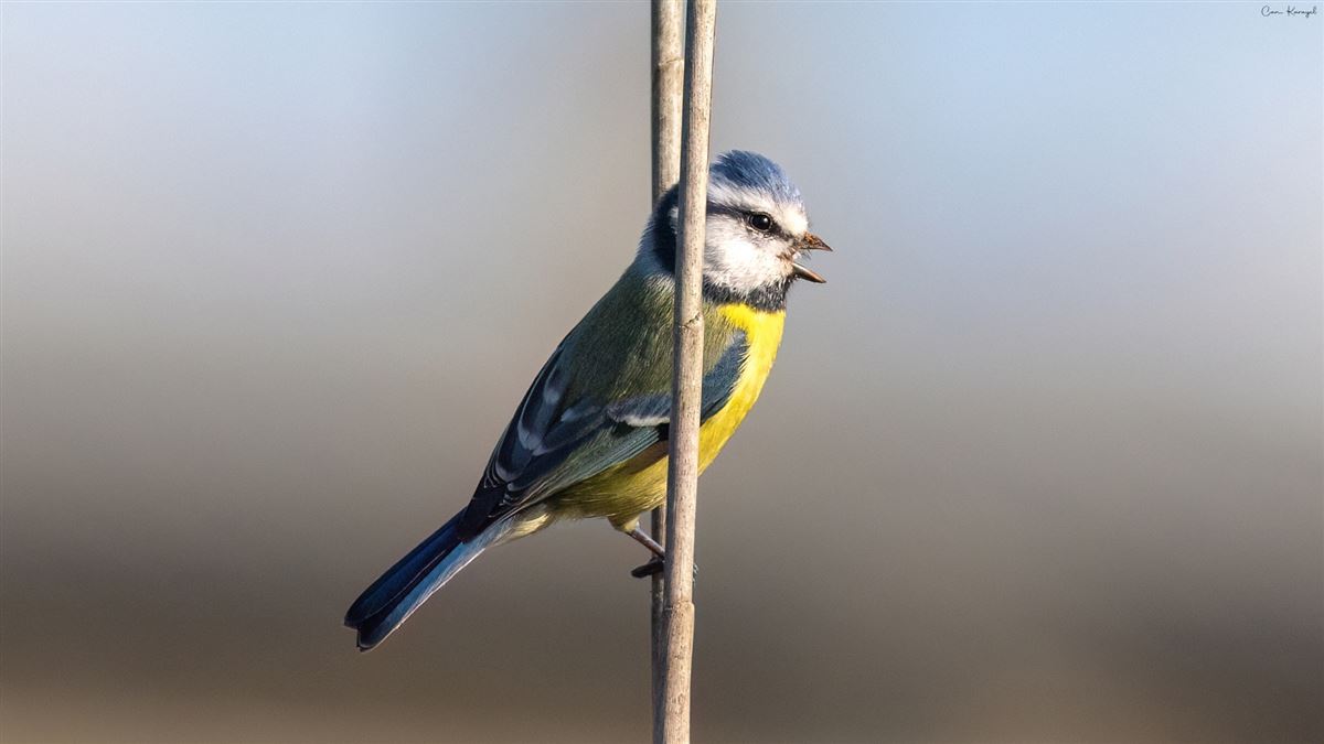 Eurasian Blue Tit
