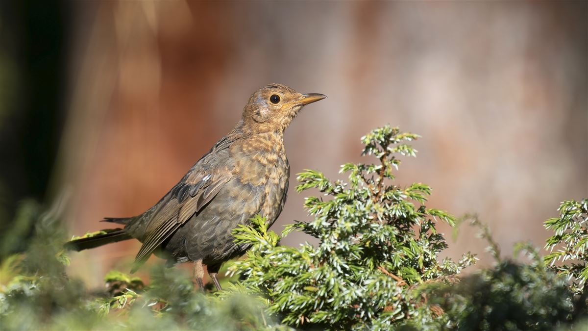Common Blackbird