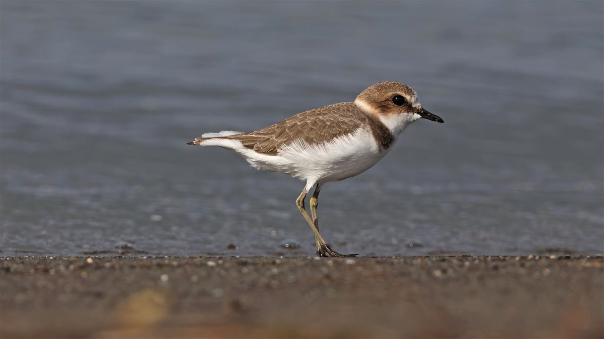 Kentish Plover