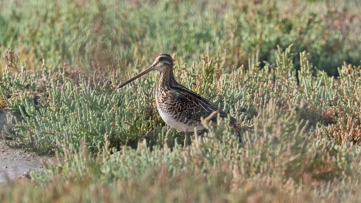 Common Snipe