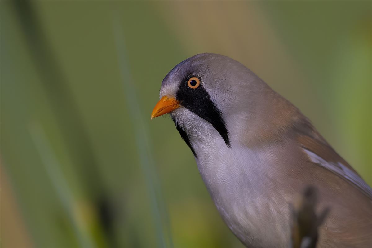 Bearded Reedling