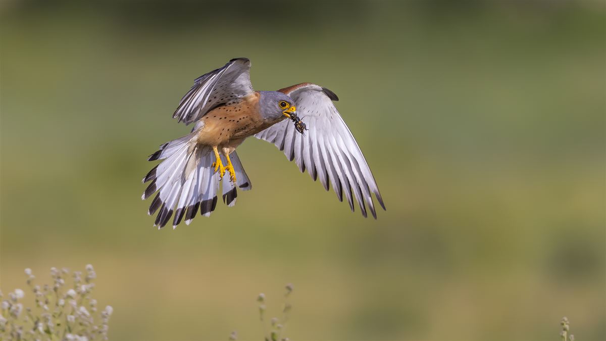 Lesser Kestrel