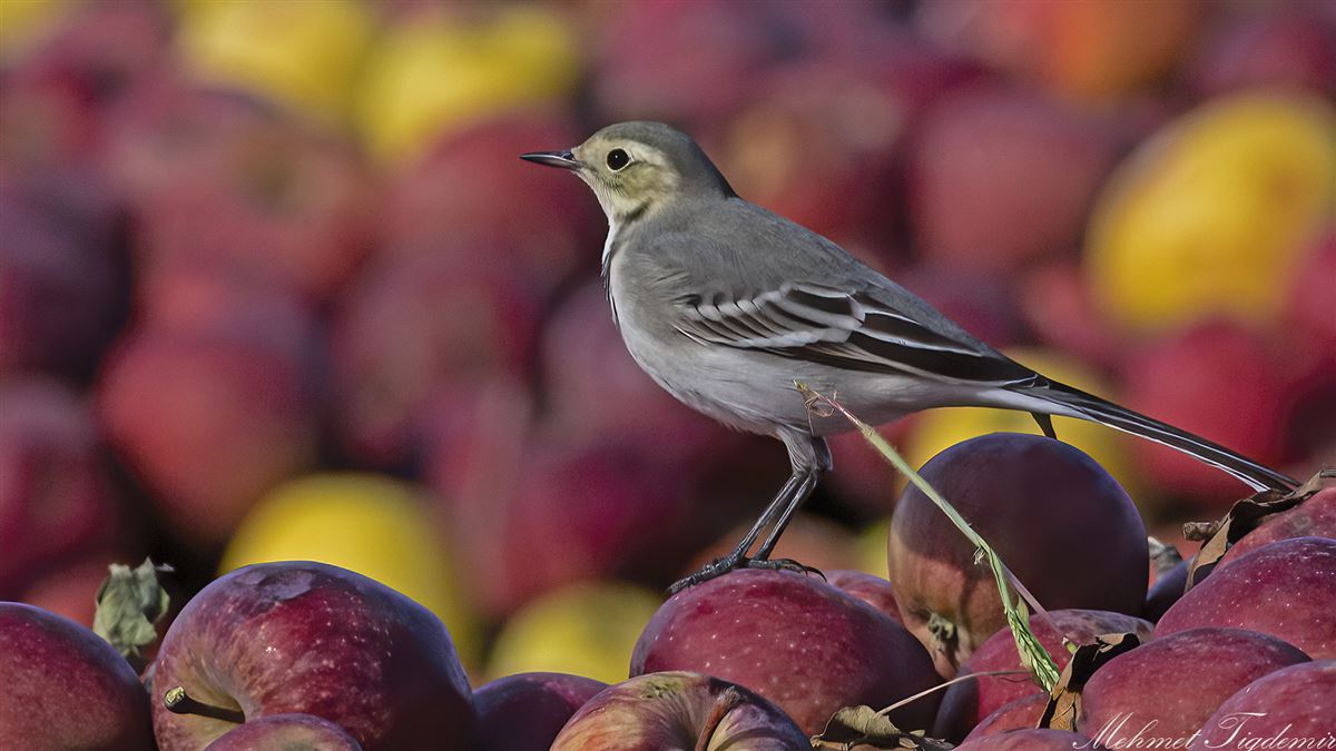 White Wagtail