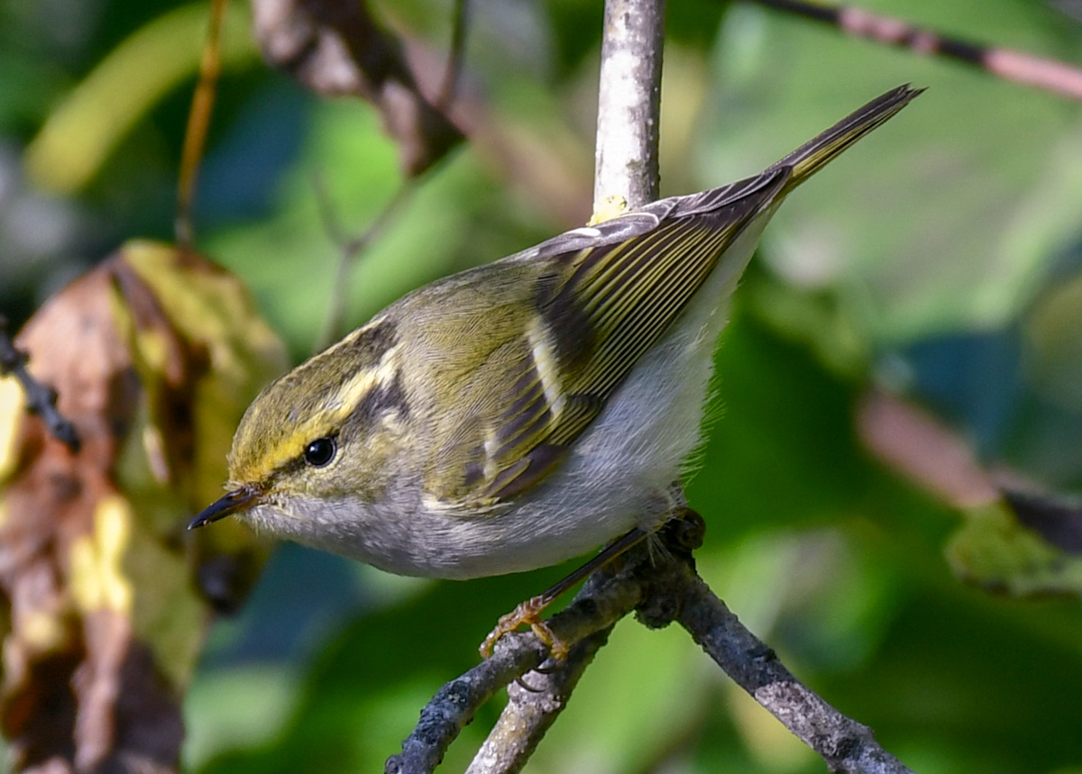Pallas`s Leaf Warbler