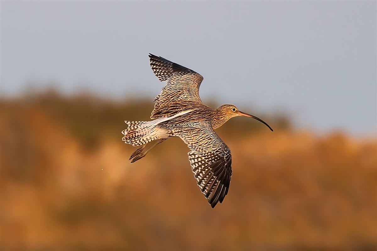 Eurasian Curlew