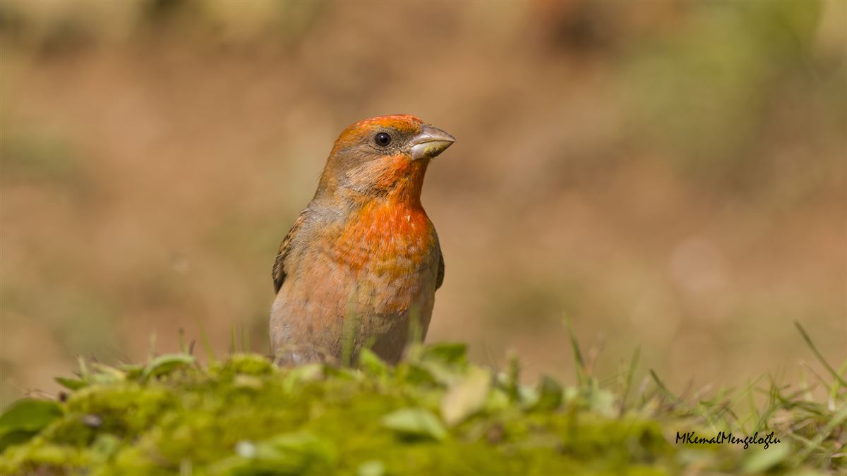 Common Rosefinch