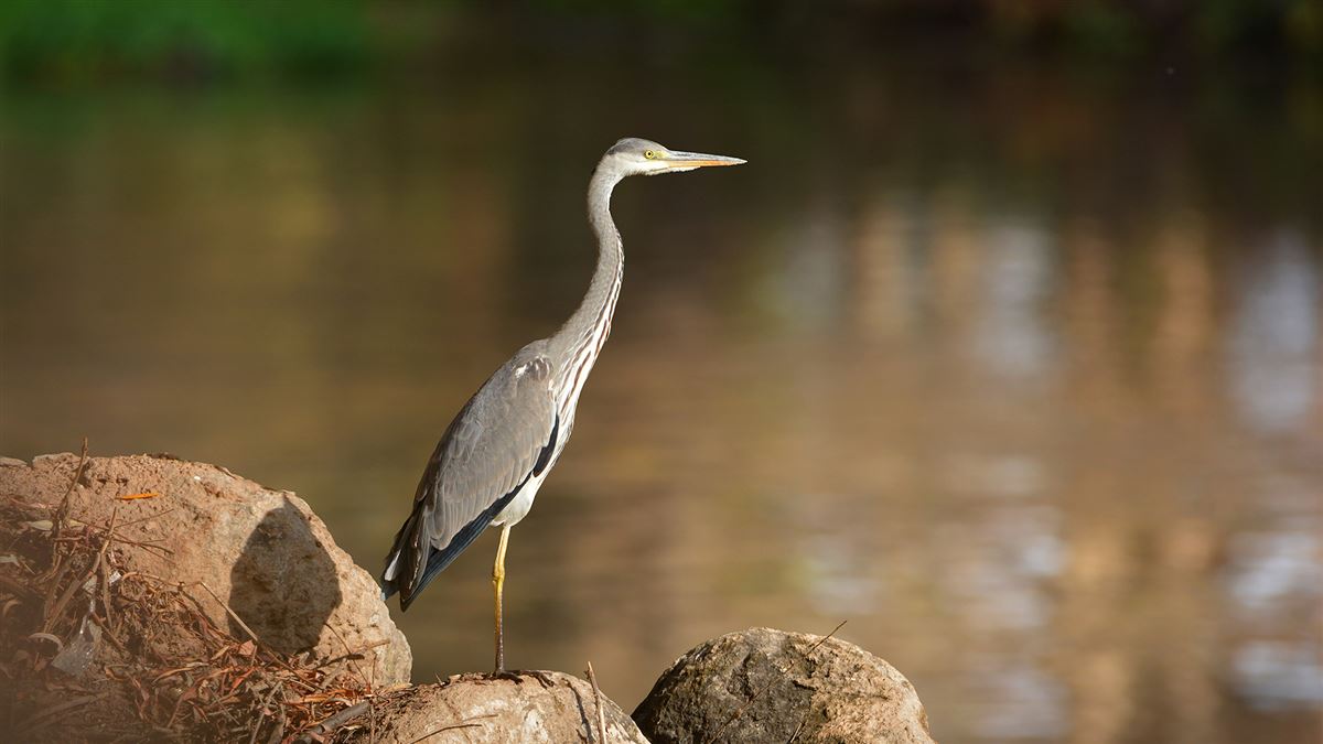Grey Heron
