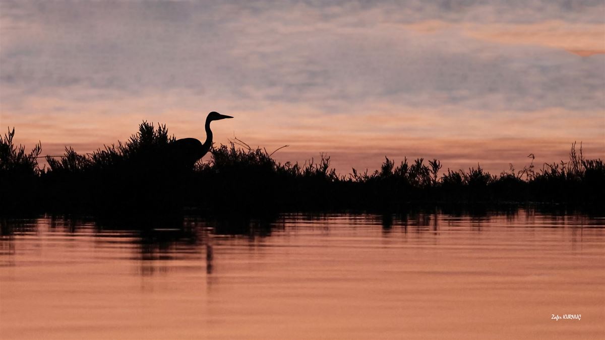 Grey Heron
