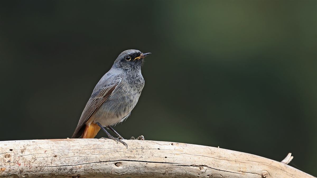 Black Redstart