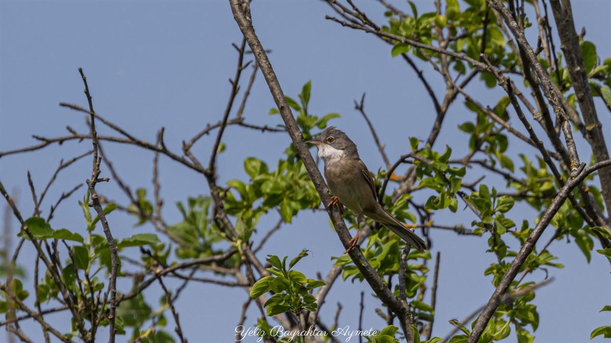 Common Whitethroat