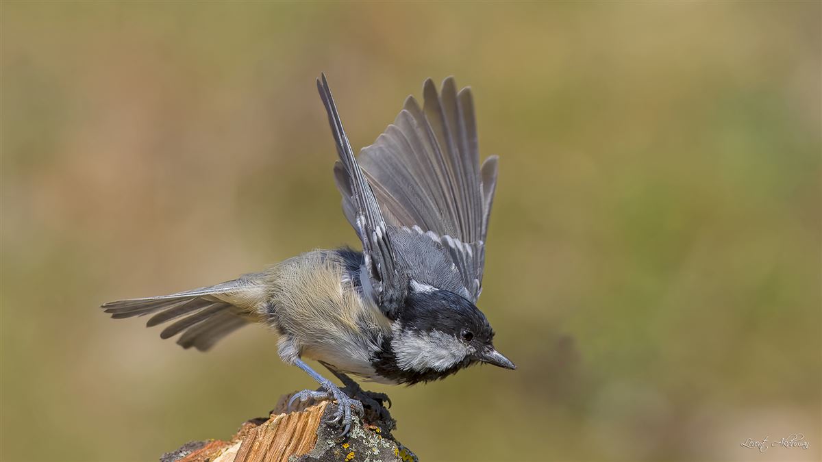 Coal Tit