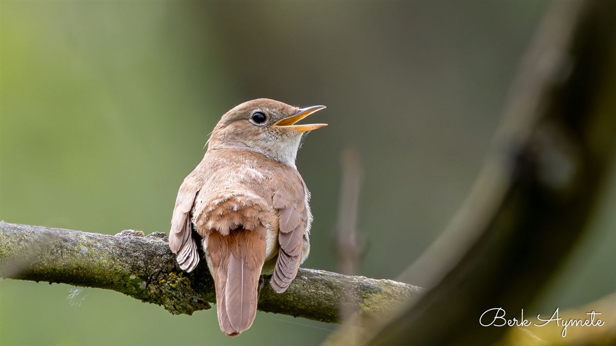 Common Nightingale