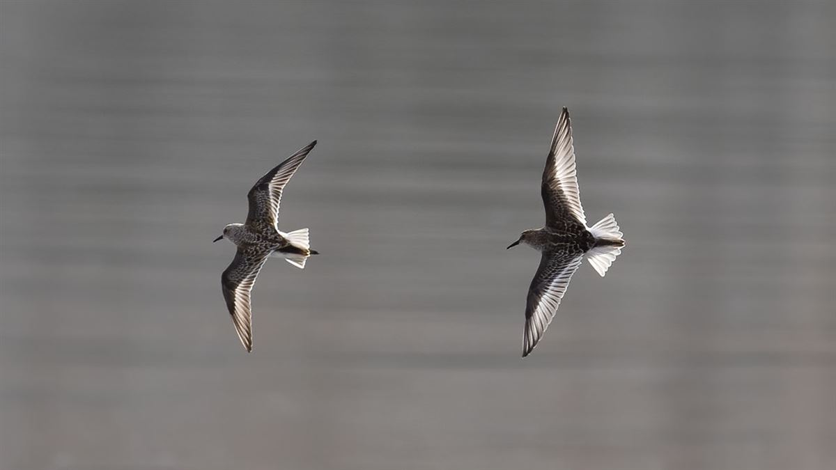 Little Stint