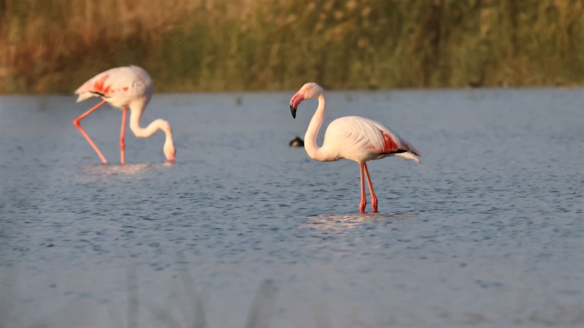 Greater Flamingo