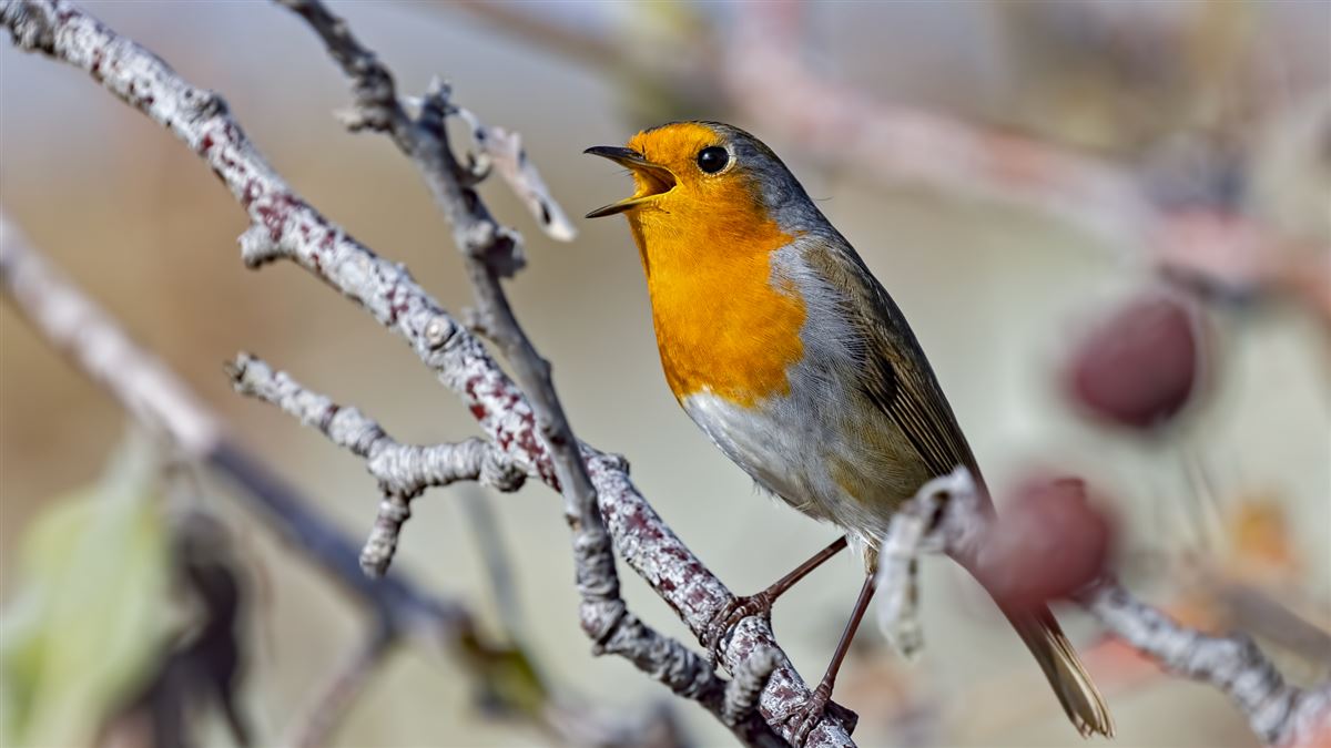 European Robin
