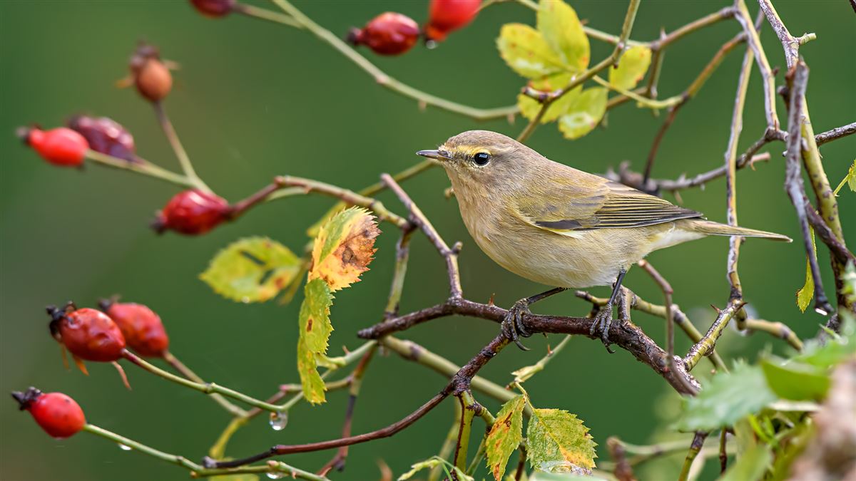 Common Chiffchaff