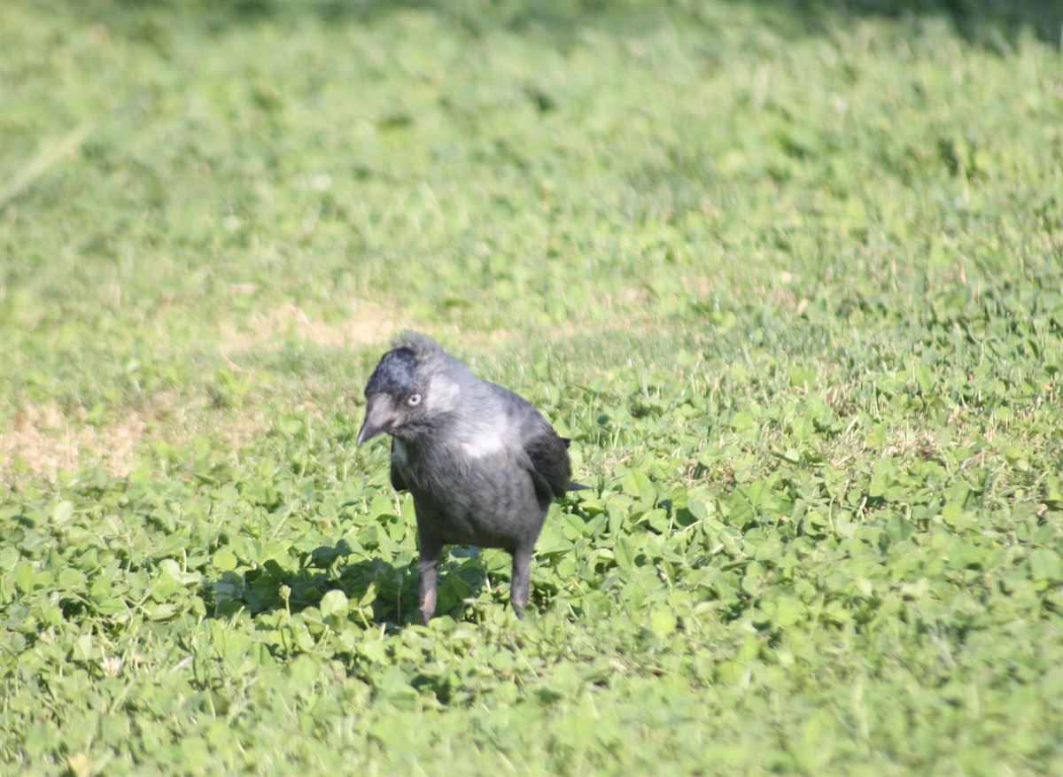 Western Jackdaw