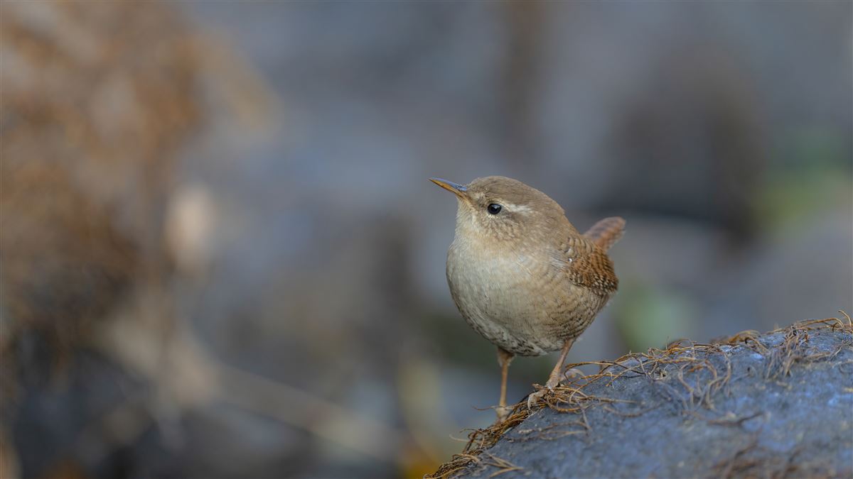 Eurasian Wren