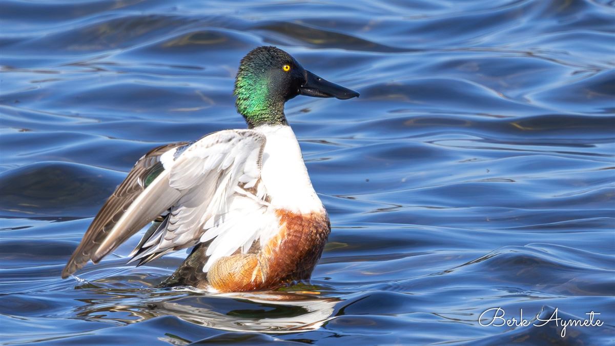 Northern Shoveler