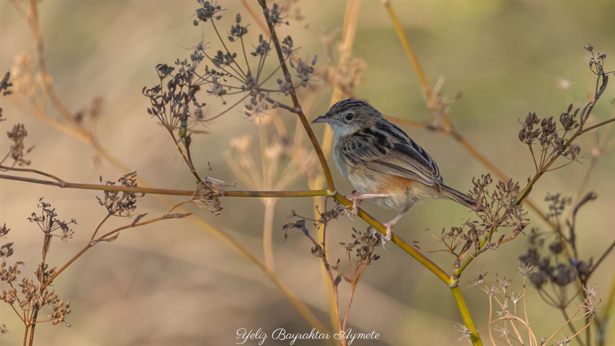 Zitting Cisticola